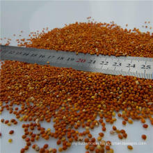High Quality Red Millet in Husk / foxtail for bird feeds